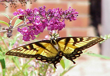 buddleia davidii with butterfly