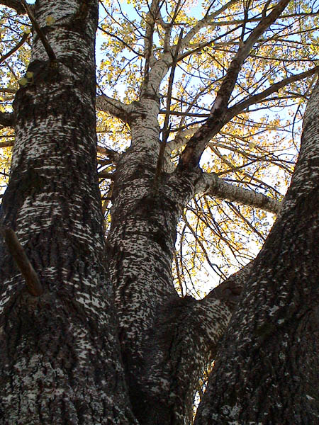 mature Silver Birch