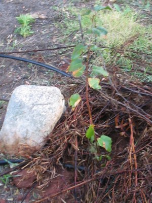 silver birch sapling